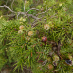 Juniperus rufescens