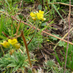 Draba scabra