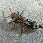 Ontholestes murinus