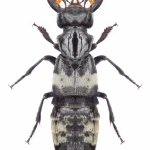 Creophilus maxillosus