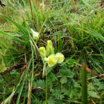 Scutellaria sosnowskyi