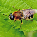 Stratiomys longicornis