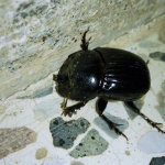 Copris lunaris