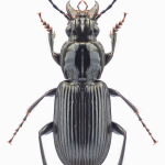 Pterostichus nigrita