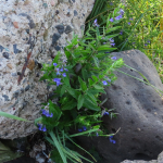 Scutellaria galericulata