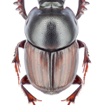 Onthophagus taurus