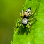 Heliophanus tribulosus