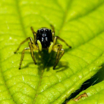 Heliophanus tribulosus