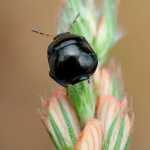 Coptosoma scutellatum