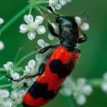 Trichodes apiarius