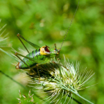 Poecilimon similis