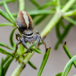 Marpissa pomatia