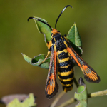 Bembecia uroceriformis