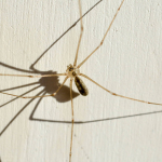 Pholcus phalangioides