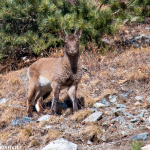 Capra cylindricornis