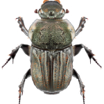 Cheironitis pamphilus