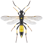 Ichneumon stramentor