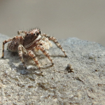 Attulus relictarius