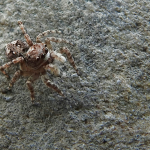 Attulus relictarius