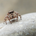 Attulus relictarius