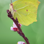 Gonepteryx rhamni