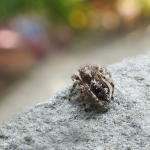 Attulus relictarius