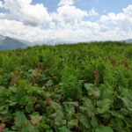 Rumex alpinus