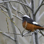 Phoenicurus erythrogastrus