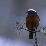 Phoenicurus erythrogastrus