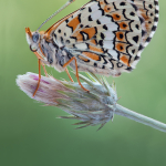 Melitaea cinxia