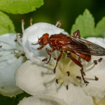 Hammerschmidtia ferruginea