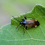 Adelphocoris seticornis