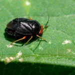 Strongylocoris leucocephalus