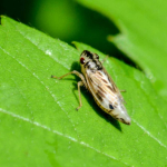 Evacanthus acuminatus