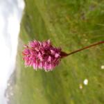 Polygonum carneum