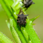 Centrotus cornutus