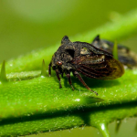 Centrotus cornutus