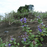 Vitex trifolia