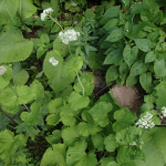 Valeriana tiliifolia