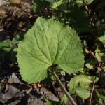 Valeriana tiliifolia