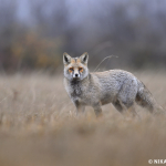 Vulpes vulpes