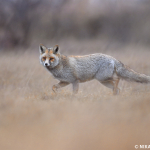 Vulpes vulpes