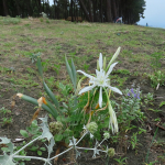 Pancratium maritimum