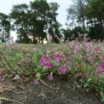 Silene euxina