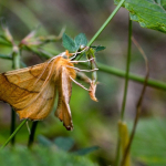 Ennomos quercaria