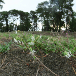 Silene euxina