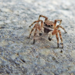 Attulus relictarius