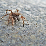 Attulus relictarius