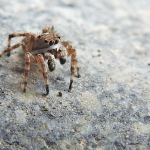 Attulus relictarius