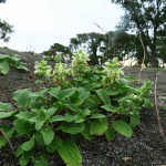 Stachys maritima